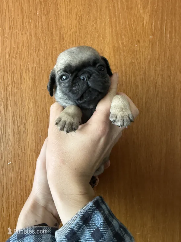AKC Patrick – Pug puppy for sale in Wausau, WI