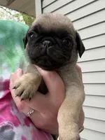 AKC Patrick, a male Pug for sale in Wausau, WI – 2 of 7