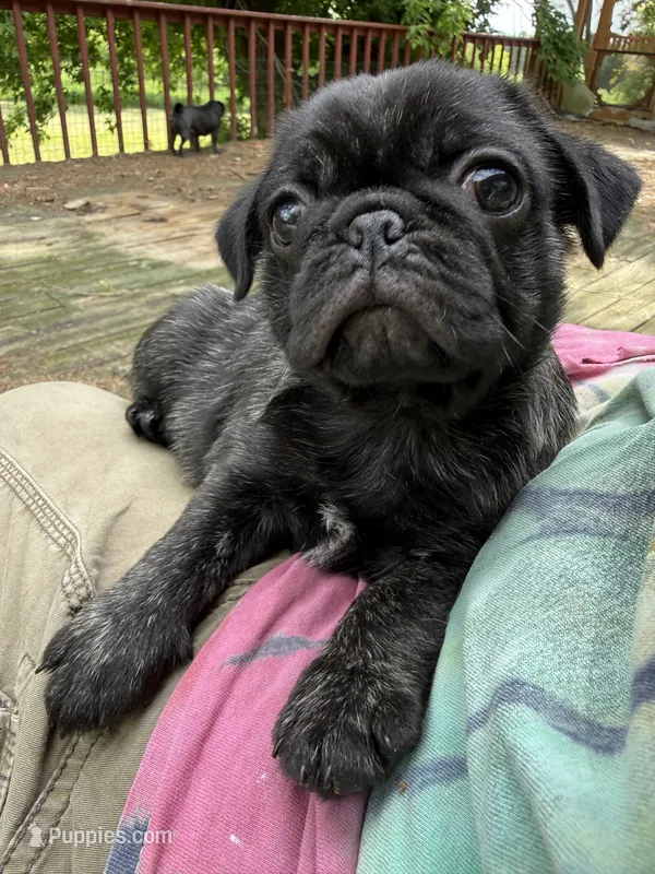 AKC Bolt – Pug puppy for sale in Wausau, WI