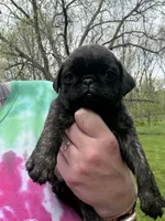 AKC Patch, a male Pug for sale in Wausau, WI – 4 of 7