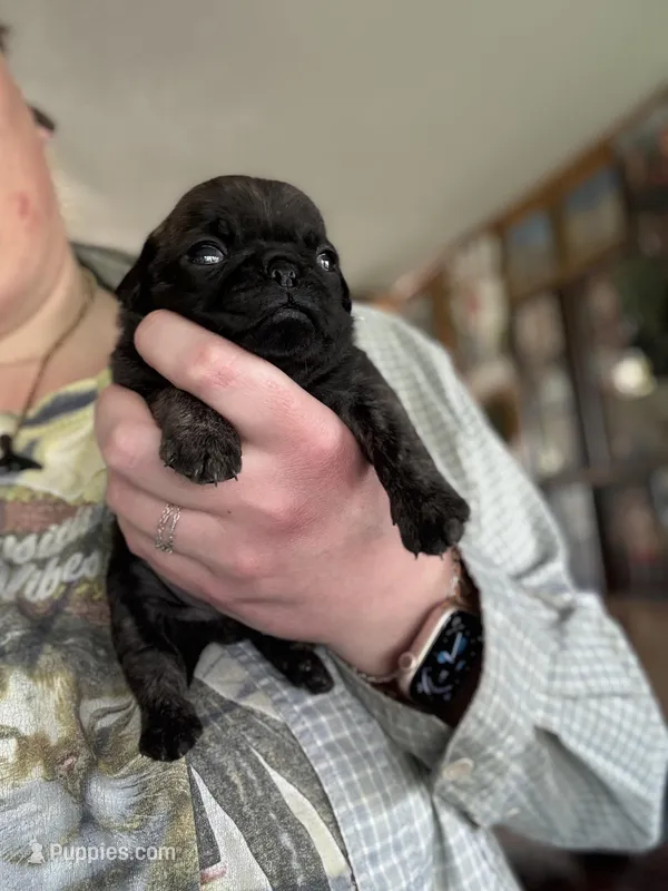 AKC Patch – Pug puppy for sale in Wausau, WI