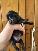 AKC Patch, a male Pug for sale in Wausau, WI – Photo 8 of 9