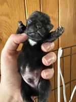 AKC Patch, a male Pug for sale in Wausau, WI – Photo 9 of 9