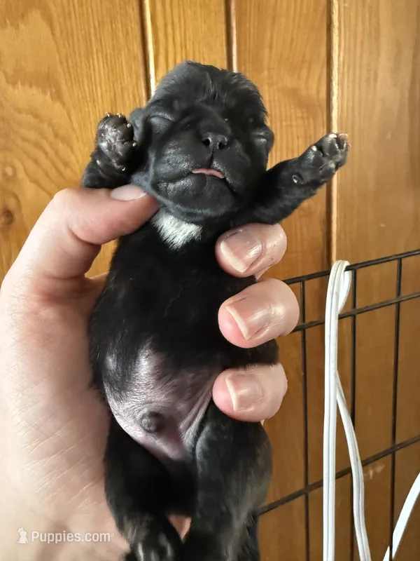 AKC Patch – Pug puppy for sale in Wausau, WI