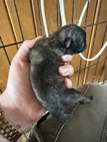 AKC Patch, a male Pug for sale in Wausau, WI – Photo 6 of 9