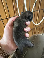 AKC Patch, a male Pug for sale in Wausau, WI – Photo 7 of 9