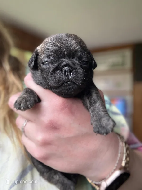 AKC Patch – Pug puppy for sale in Wausau, WI