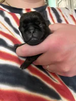 AKC Patch, a male Pug for sale in Wausau, WI – Photo 2 of 9