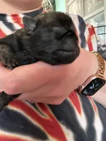 AKC Patch, a male Pug for sale in Wausau, WI – Photo 3 of 9