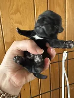 AKC Patch, a male Pug for sale in Wausau, WI – Photo 5 of 9