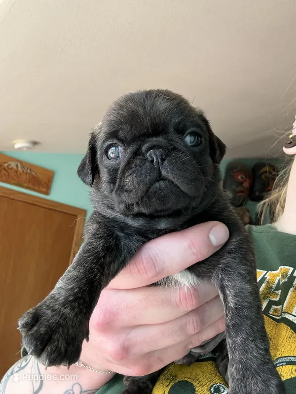 AKC Patch – Pug puppy for sale in Wausau, WI