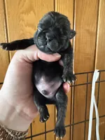 AKC Patch, a male Pug for sale in Wausau, WI – Photo 4 of 9