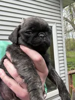 AKC Patch, a male Pug for sale in Wausau, WI – 7 of 7