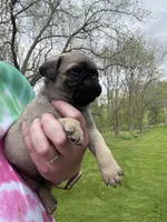 AKC Patrick, a male Pug for sale in Wausau, WI – 7 of 7