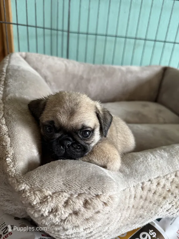AKC Chunk – Pug puppy for sale in Wausau, WI