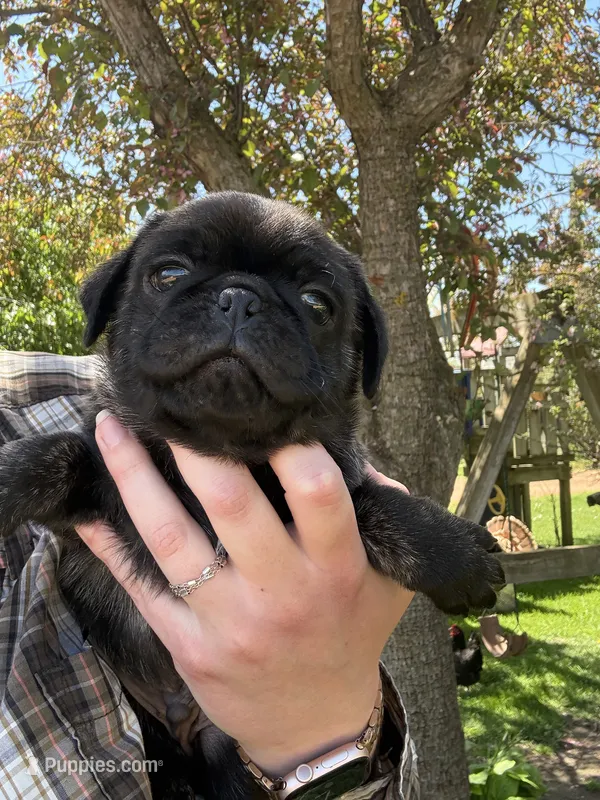 AKC Beau – Pug puppy for sale in Wausau, WI