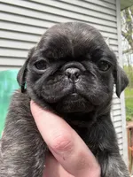 AKC Patch, a male Pug for sale in Wausau, WI – 1 of 7