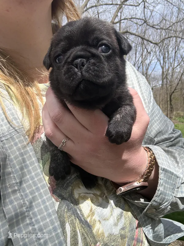 AKC Beau – Pug puppy for sale in Wausau, WI