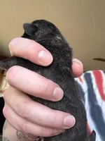 AKC Beau, a male Pug for sale in Wausau, WI – Photo 3 of 6