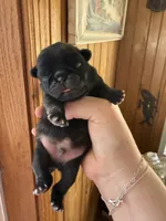 AKC Beau, a male Pug for sale in Wausau, WI – Photo 4 of 6