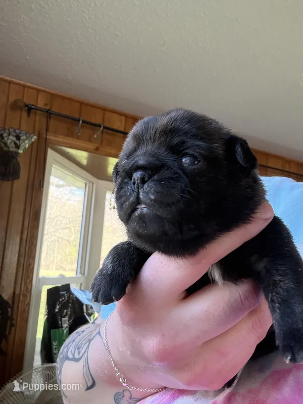 AKC Beau – Pug puppy for sale in Wausau, WI