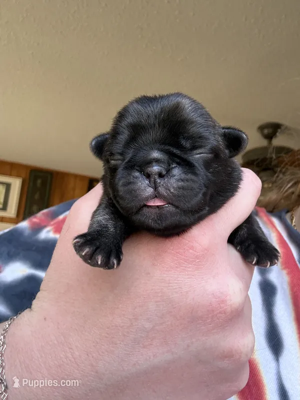 AKC Beau – Pug puppy for sale in Wausau, WI