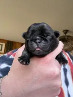 AKC Beau, a male Pug for sale in Wausau, WI – Photo 1 of 6