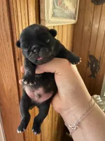 AKC Beau, a male Pug for sale in Wausau, WI – Photo 5 of 6