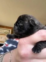 AKC Beau, a male Pug for sale in Wausau, WI – Photo 2 of 6