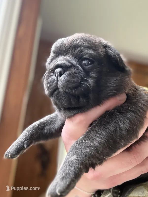 AKC Beau – Pug puppy for sale in Wausau, WI