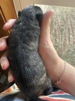 AKC Beau, a male Pug for sale in Wausau, WI – Photo 6 of 6