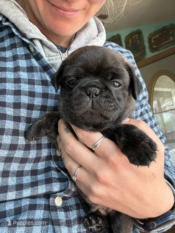 AKC Beau – Pug puppy for sale in Wausau, WI
