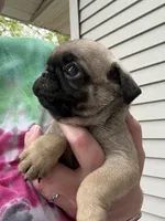 AKC Patrick, a male Pug for sale in Wausau, WI – 4 of 7