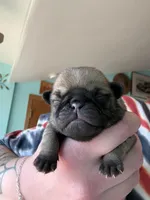 AKC Chunk, a male Pug for sale in Wausau, WI – Photo 3 of 9