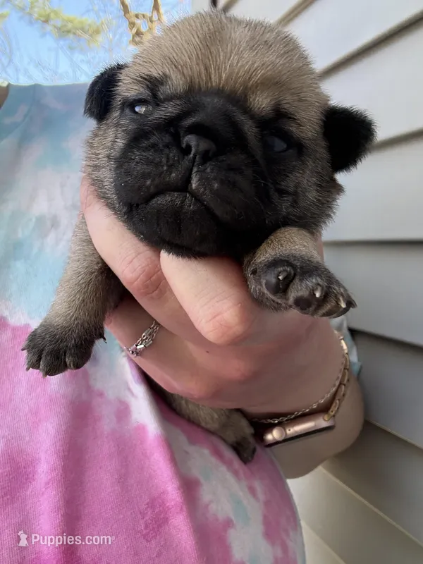 AKC Chunk – Pug puppy for sale in Wausau, WI