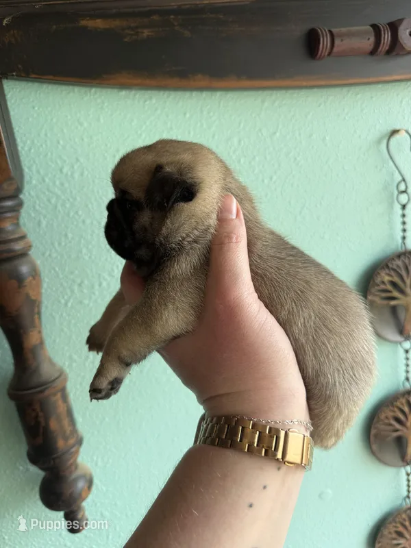 AKC Chunk – Pug puppy for sale in Wausau, WI