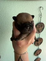 AKC Chunk, a male Pug for sale in Wausau, WI – Photo 9 of 9