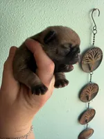 AKC Chunk, a male Pug for sale in Wausau, WI – Photo 8 of 9