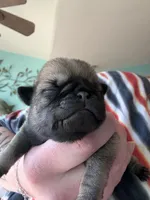 AKC Chunk, a male Pug for sale in Wausau, WI – Photo 2 of 9