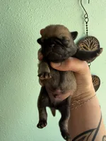 AKC Chunk, a male Pug for sale in Wausau, WI – Photo 6 of 9