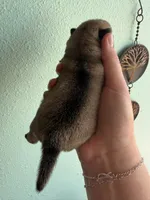 AKC Chunk, a male Pug for sale in Wausau, WI – Photo 7 of 9