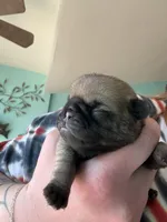 AKC Chunk, a male Pug for sale in Wausau, WI – Photo 1 of 9