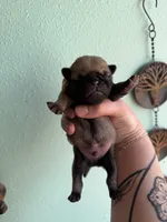 AKC Chunk, a male Pug for sale in Wausau, WI – Photo 5 of 9