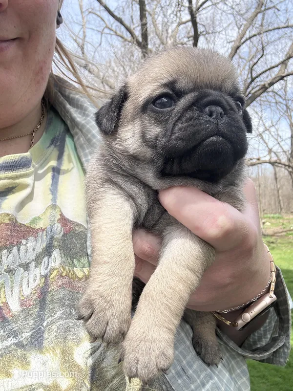 AKC Chunk – Pug puppy for sale in Wausau, WI