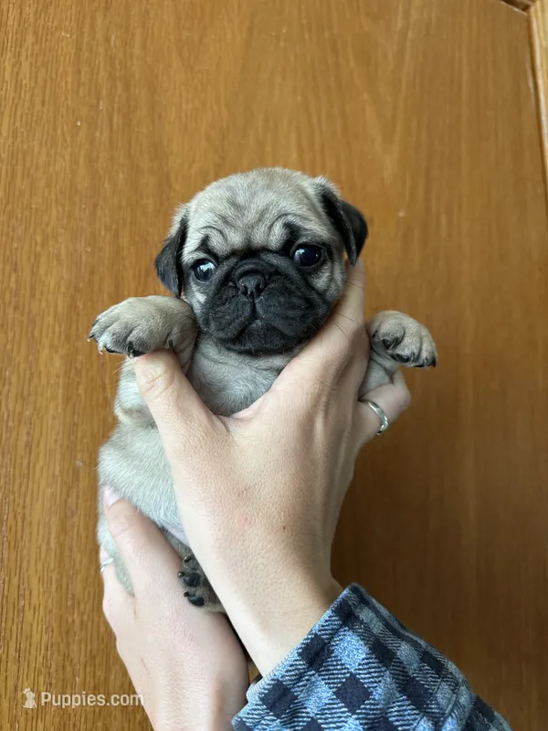 AKC Clover – Pug puppy on hold in Wausau, WI