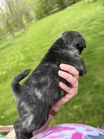 AKC Bolt, a male Pug for sale in Wausau, WI – 4 of 4