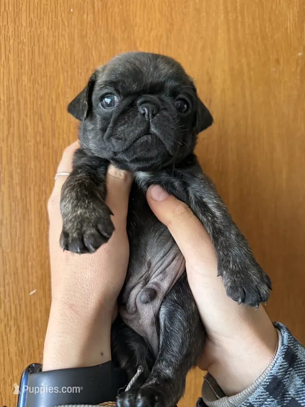 AKC Patch – Pug puppy for sale in Wausau, WI