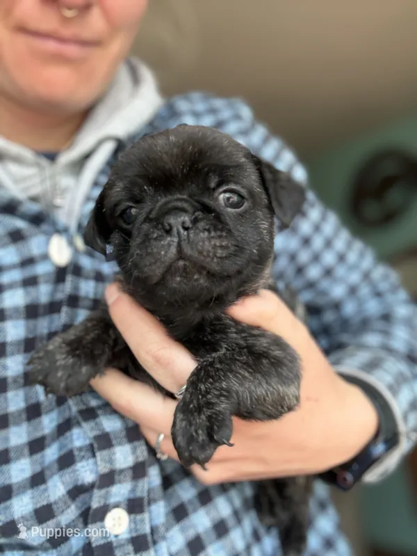 AKC Bolt – Pug puppy for sale in Wausau, WI