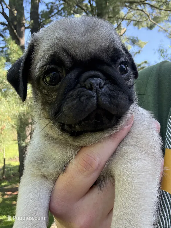 AKC Patrick – Pug puppy for sale in Wausau, WI