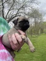 AKC Patrick, a male Pug for sale in Wausau, WI – 6 of 7